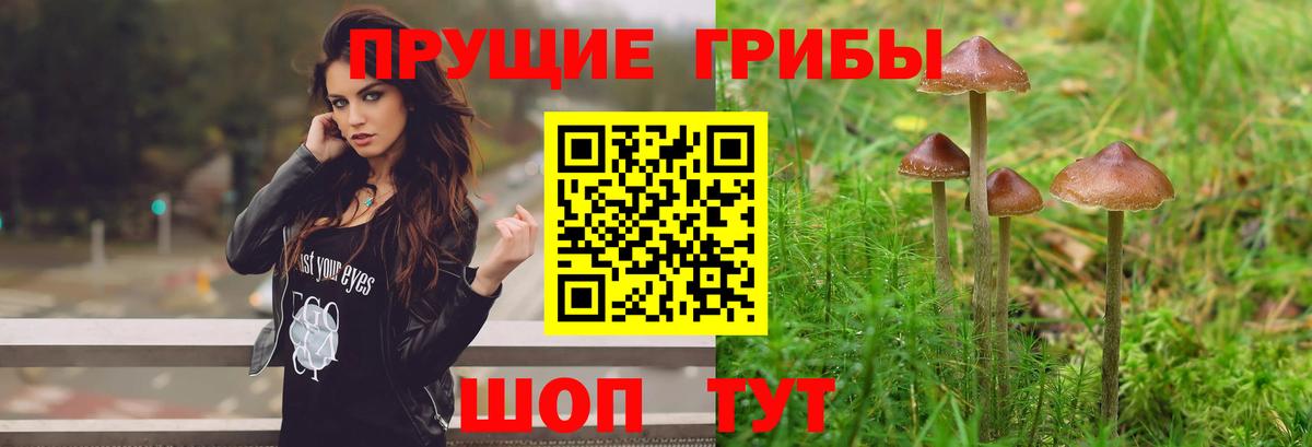 Карталы  Галлюциногенные грибы Psilocybe  Вход с VPN  Галлюциногенные грибы Psilocybe 